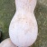 蜜本南瓜