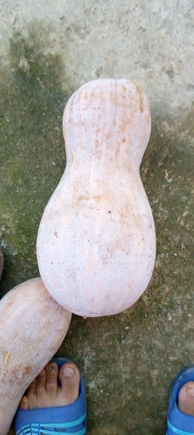 蜜本南瓜