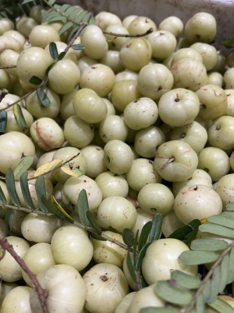 潮汕丙甜油甘甜种油甘奶茶店连锁榨汁店**