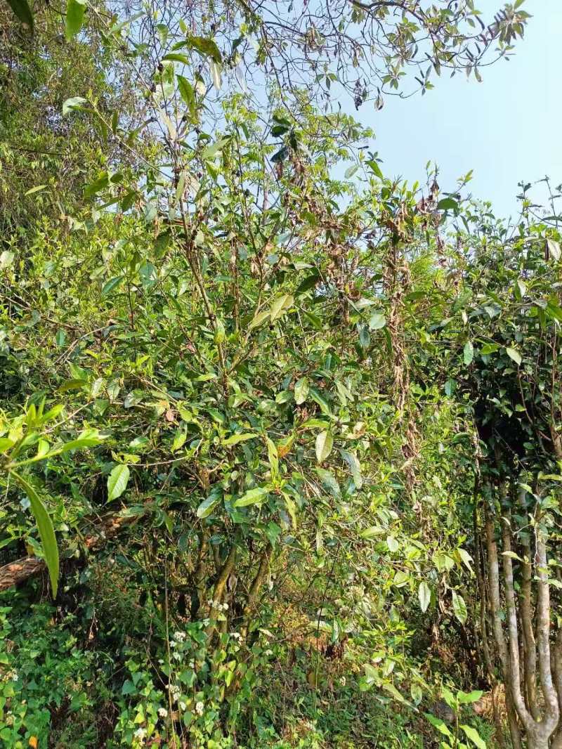 普洱茶