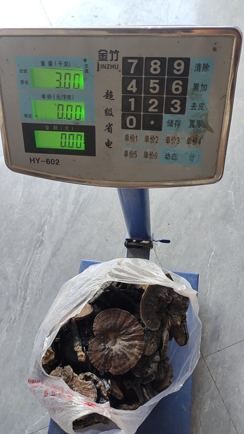 野生黑灵芝中货