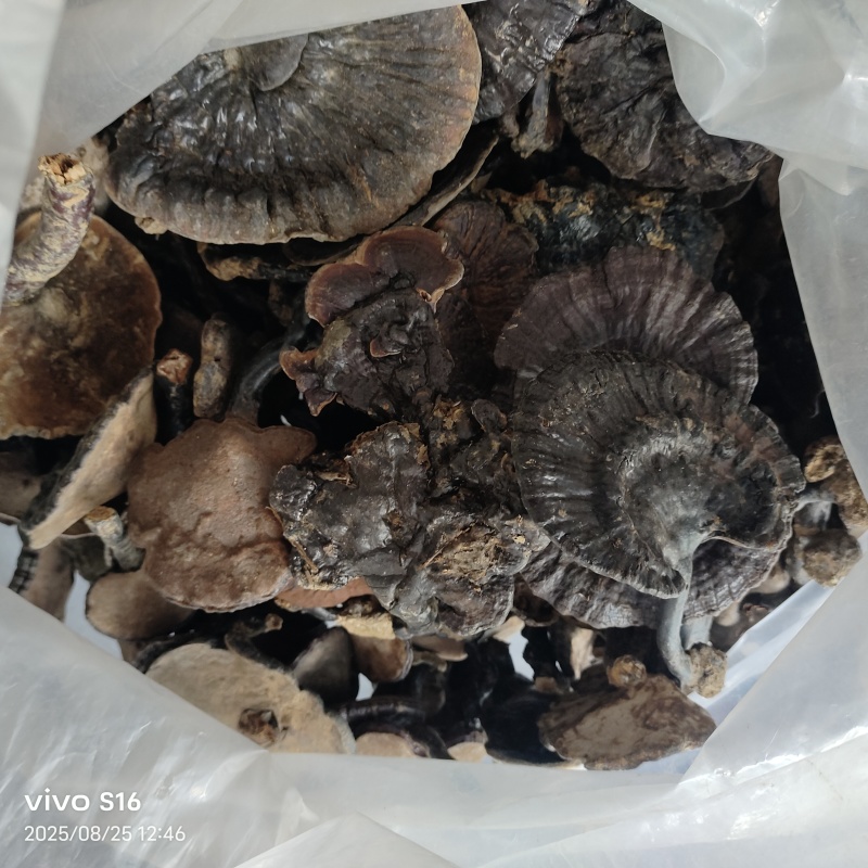 野生黑灵芝中货