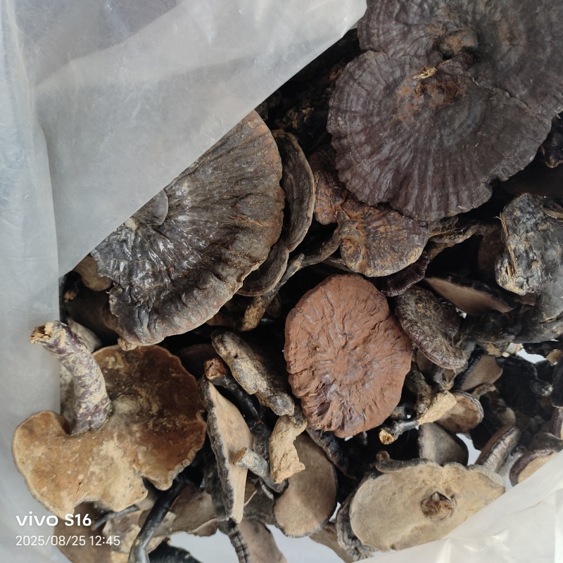 野生黑灵芝中货