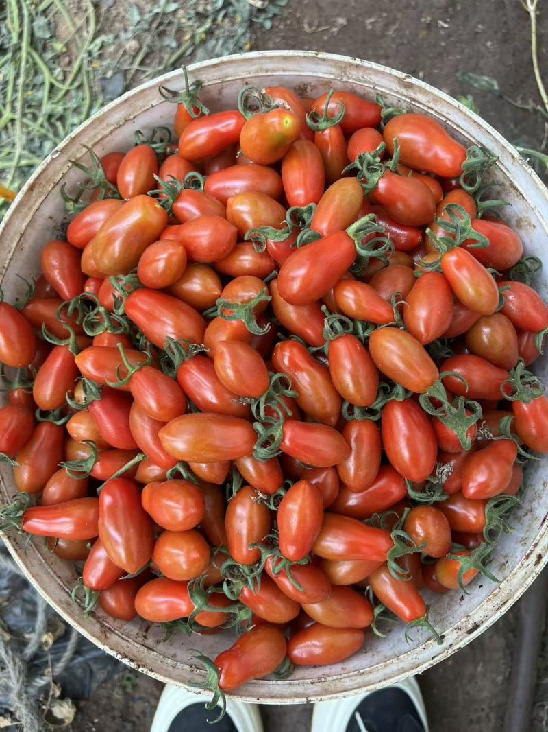 @凤珠409花生柿子小番茄409小柿子货源充足