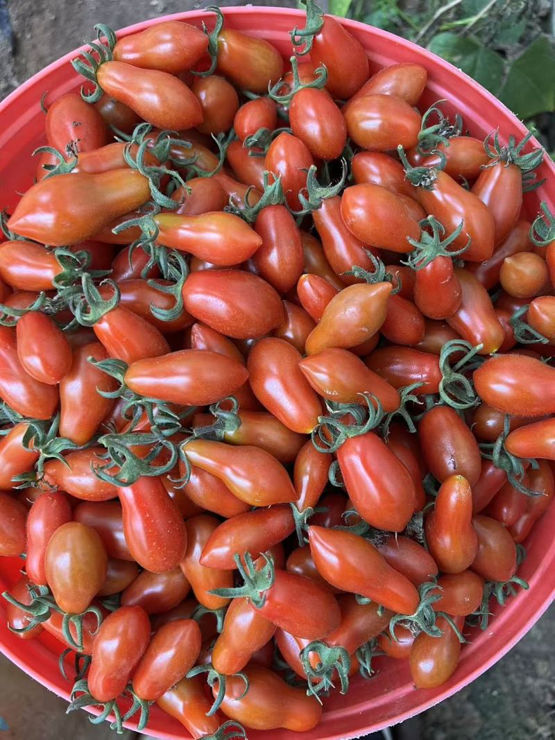 @凤珠409花生柿子小番茄409小柿子货源充足