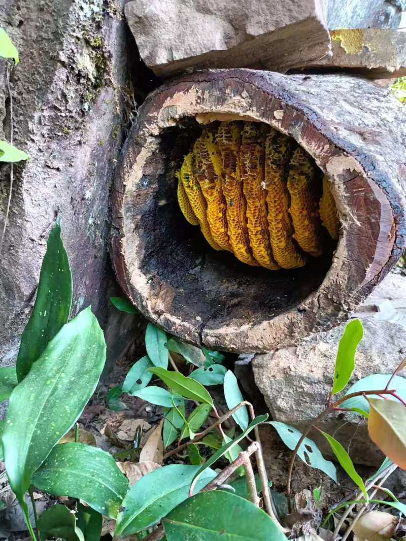 野生蜂蜜