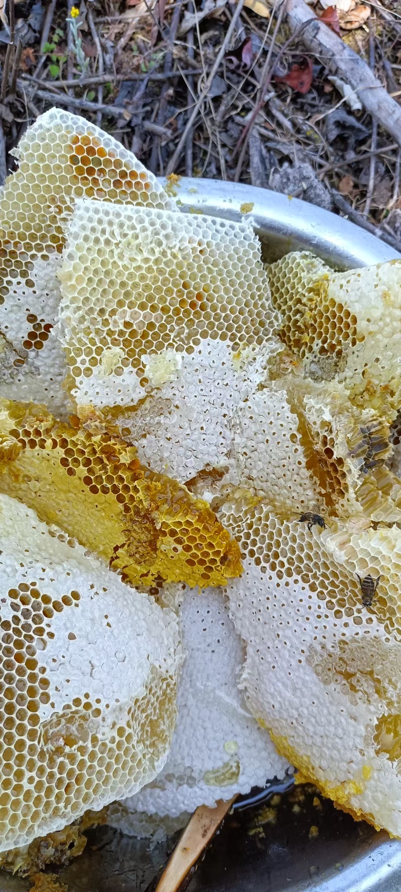野生蜂蜜