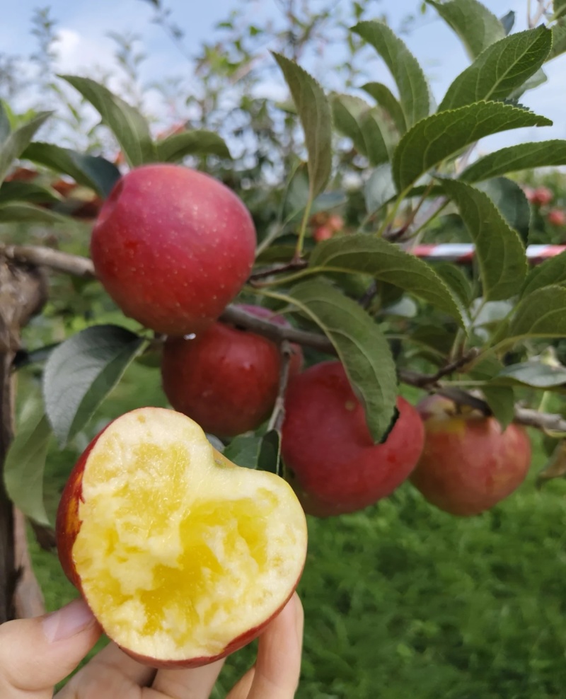 红露苹果云南苹果产地一手货源，规格齐全，视频看货发全国