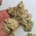 啤酒花新疆啤酒花中药材啤酒花酵母花新鲜啤酒花面包花香蛇麻