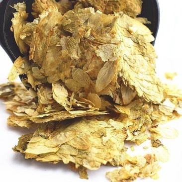 啤酒花新疆啤酒花中药材啤酒花酵母花新鲜啤酒花面包花香蛇麻