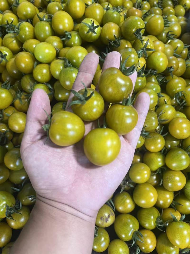 @唐伯虎小番茄黄圣女果千禧产地直供货源充足实力代发全国