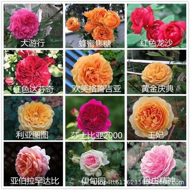 藤本月季大花爬墙爬藤月季杯苗绿化工程苗庭院供门带土浓香