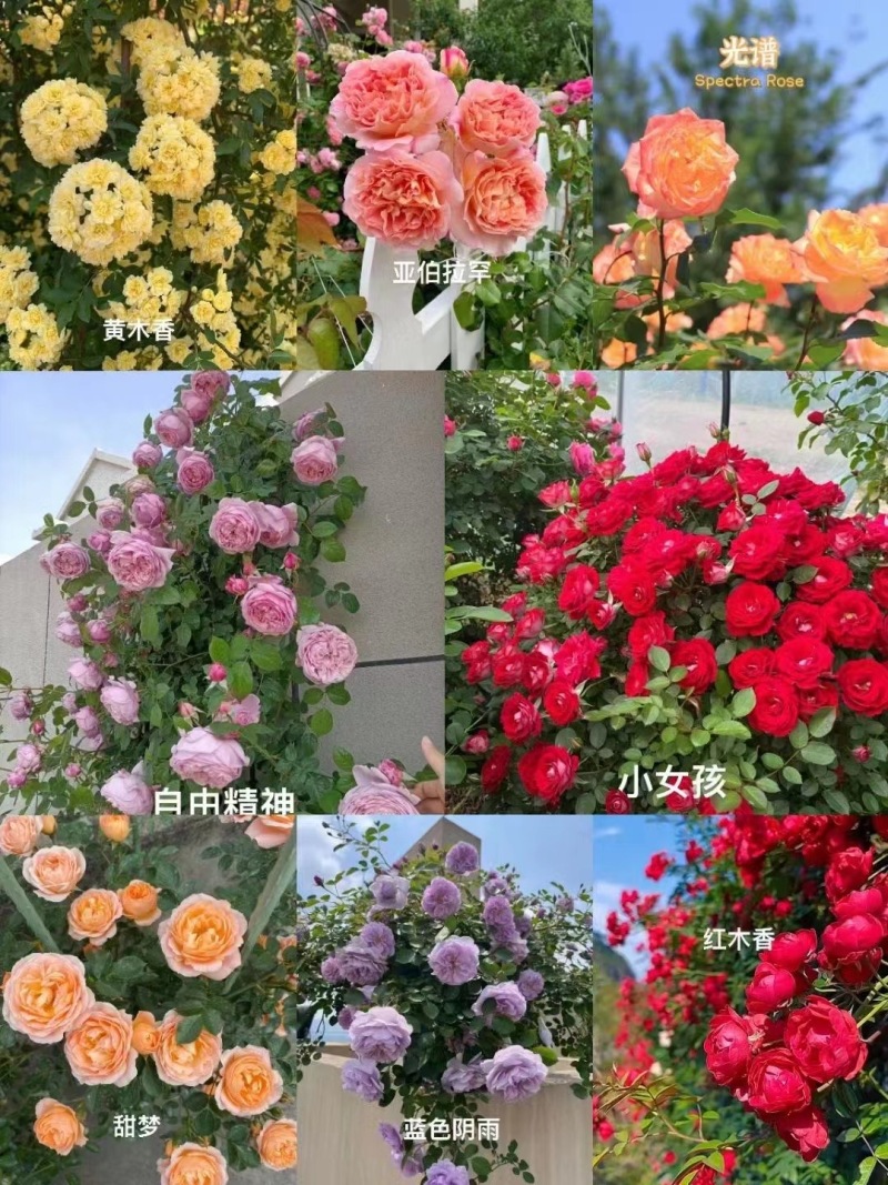 藤本月季大花爬墙爬藤月季杯苗绿化工程苗庭院供门带土浓香