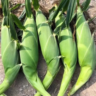 产地直营批发精品太阳花6号玉米水果玉米新鲜生吃甜玉米棒