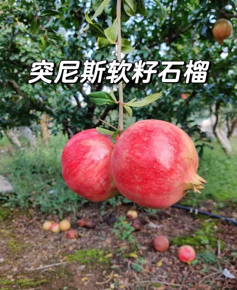 突尼斯软籽石榴大量现货供应，口感好糖度高价格低，视频看货