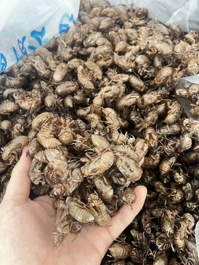 蝉蜕一手货源规格齐全马上欢迎联系