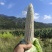 美玉27加甜糯