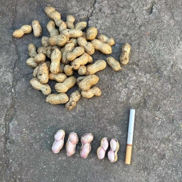 大白沙