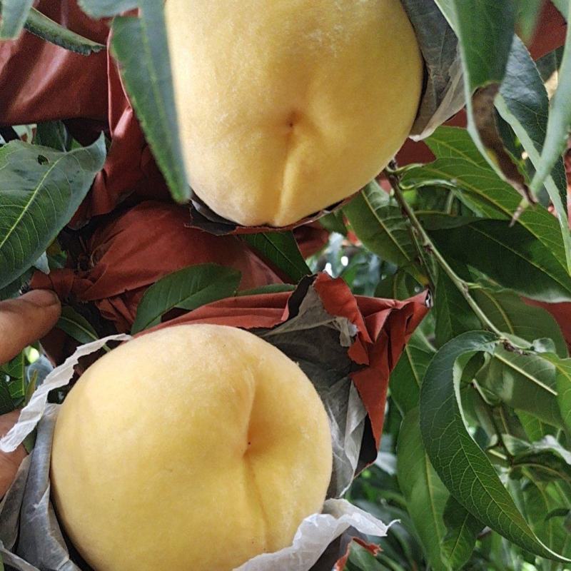 黄金蜜四号个体种植户