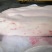 新鲜冷冻猪肥膘生肥膘猪油肥肉肥膘肉去皮肥膘精修肥膘一级膘