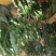黄金蜜四号个体种植户