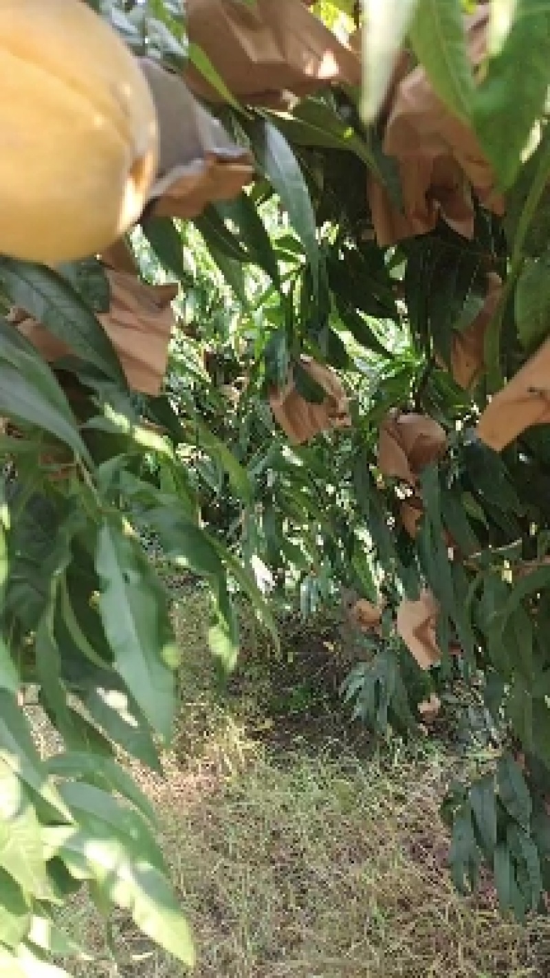 黄金蜜四号个体种植户