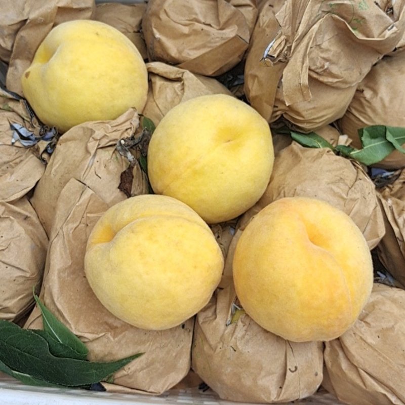 黄金蜜四号个体种植户