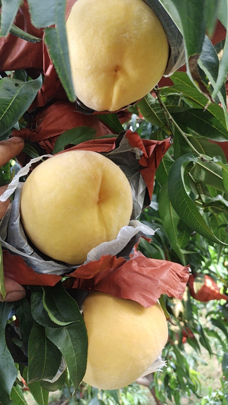 黄金蜜四号个体种植户