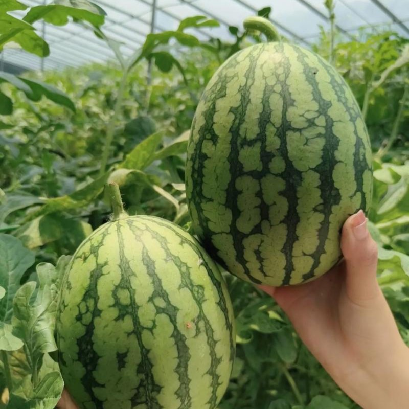 吊碗西瓜
