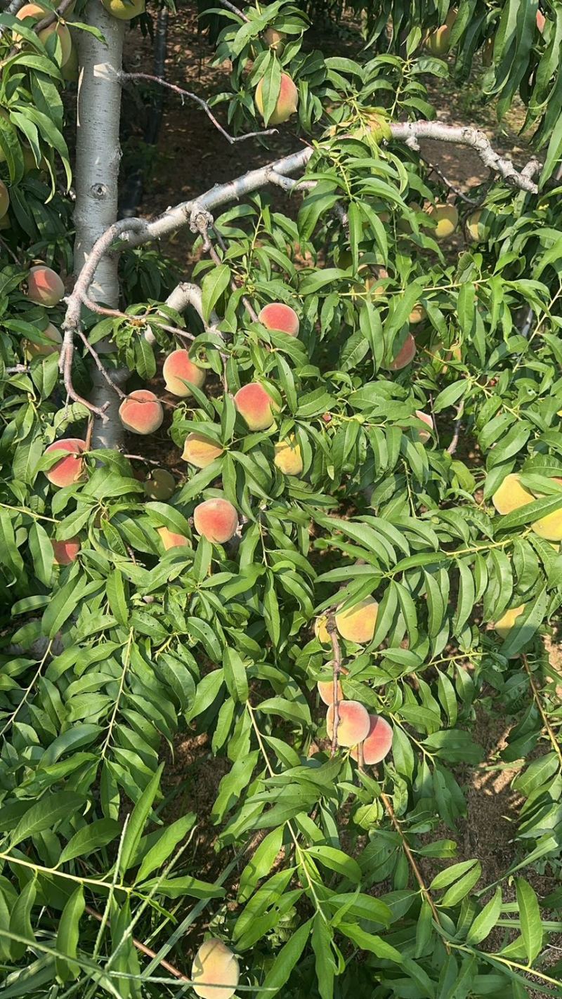 青州蜜桃，全红蜜，金秋红蜜，大量上市，电商，一件代发