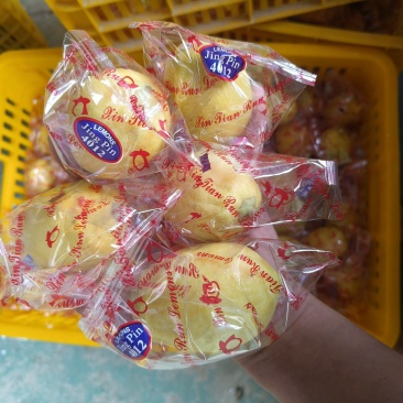 广东香水黄果