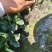 草莓苗