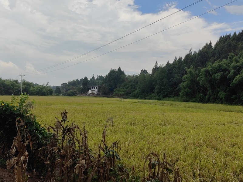四川夏季新长粒谷子