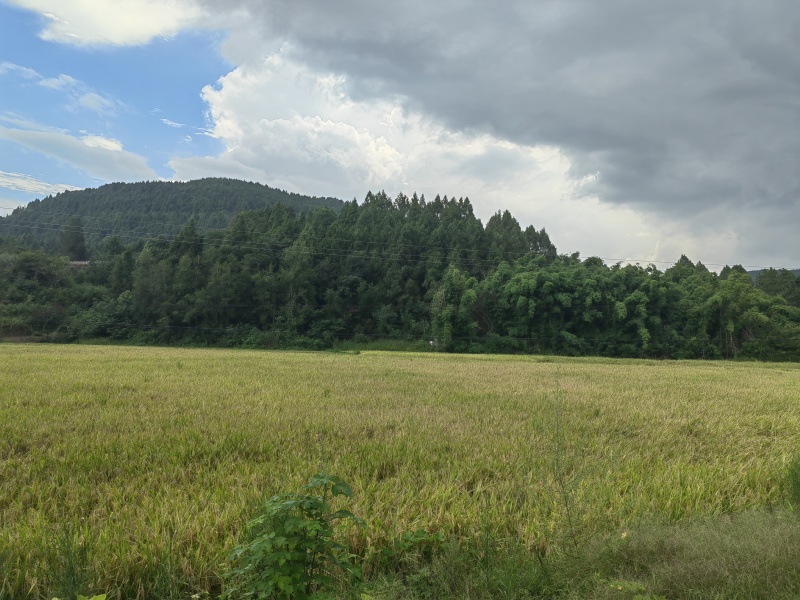 四川夏季新长粒谷子