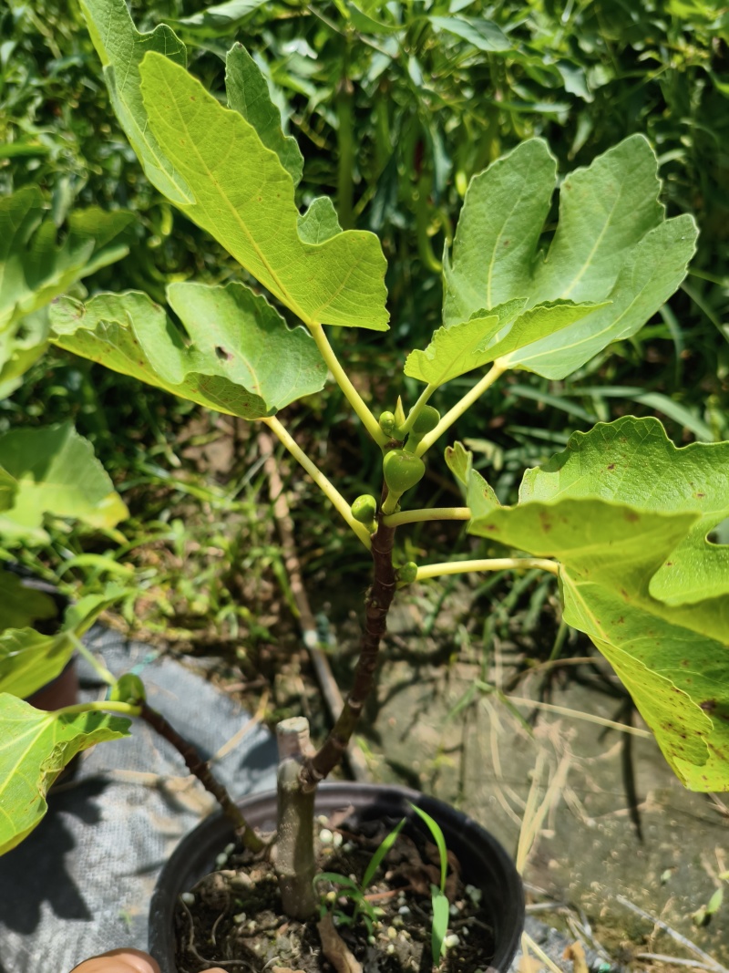 无花果苗无花果杯苗，波姬红无花果，布兰瑞克巴劳奈，