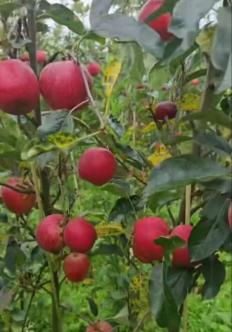精品丑苹果货源充足产地供应量大从优质量保证诚信经营