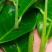 易武天门山生态茶