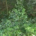 易武天门山生态茶