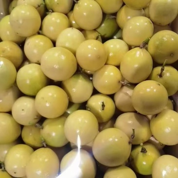 广西桂林钦蜜9号百香果大量有货/精品百香果量大优惠