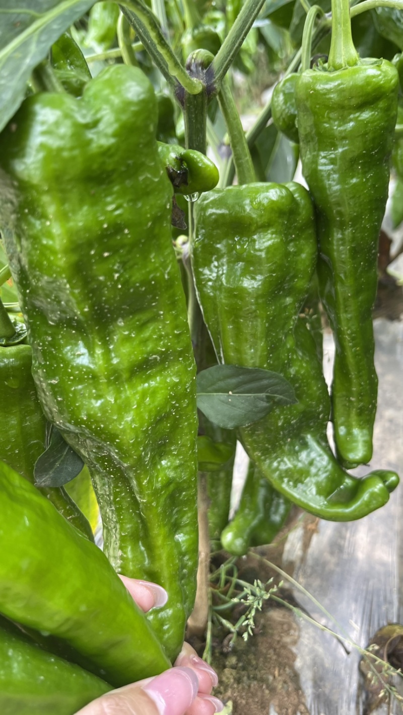 薄皮大青椒