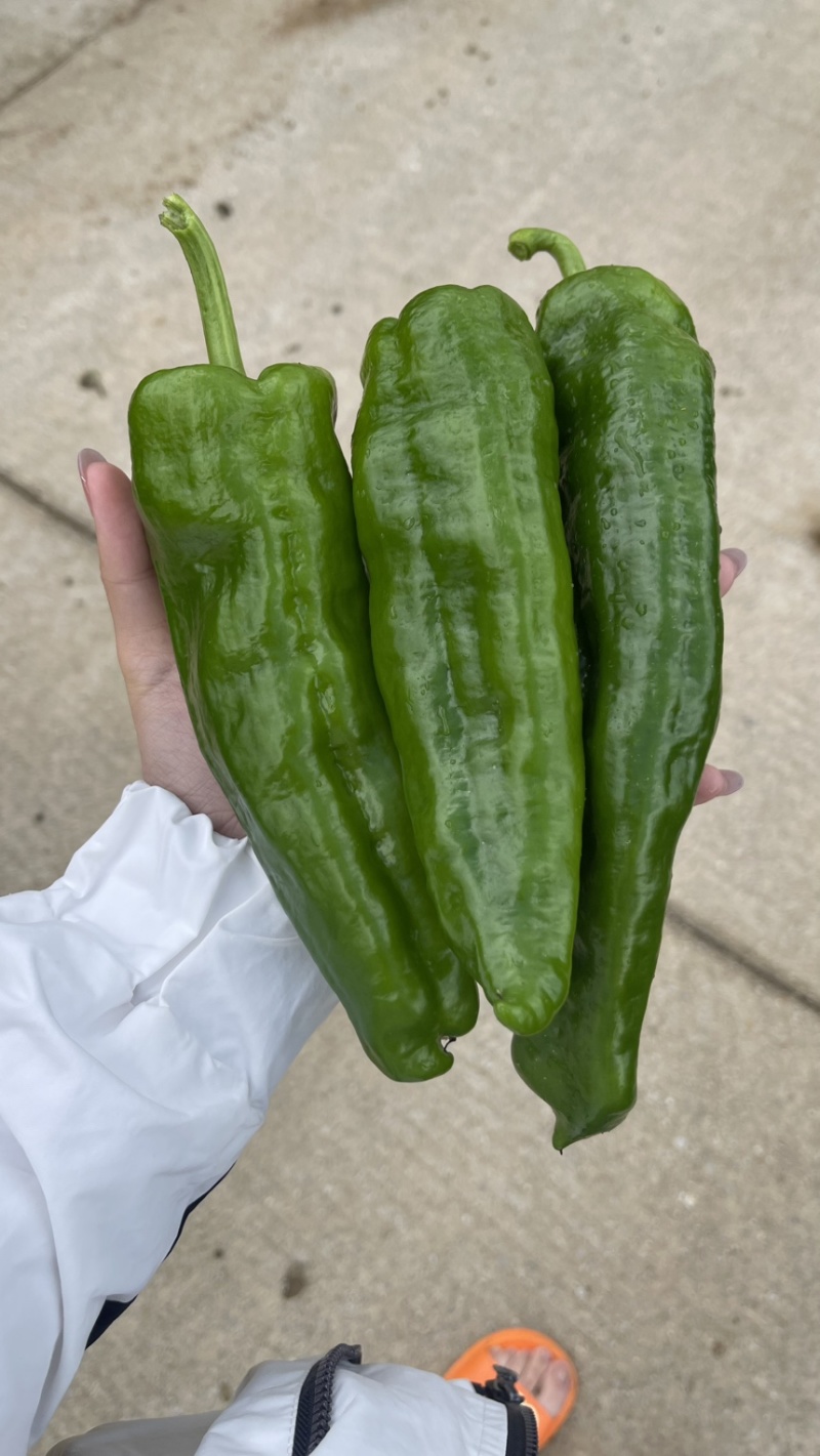 薄皮大青椒
