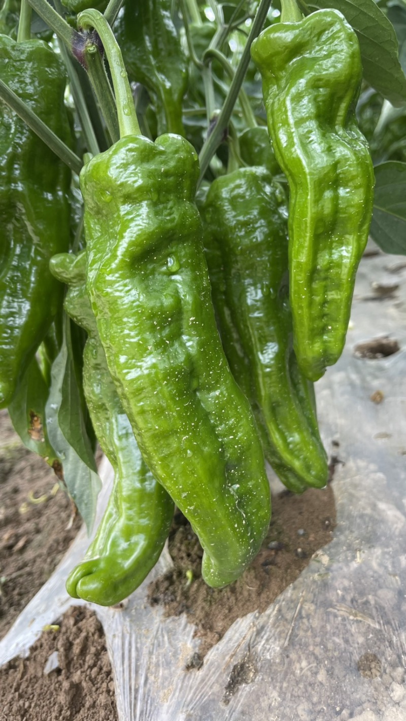 薄皮大青椒