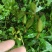 毛慈菇紫花果夹