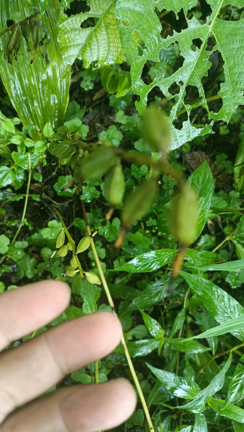 毛慈菇紫花果夹