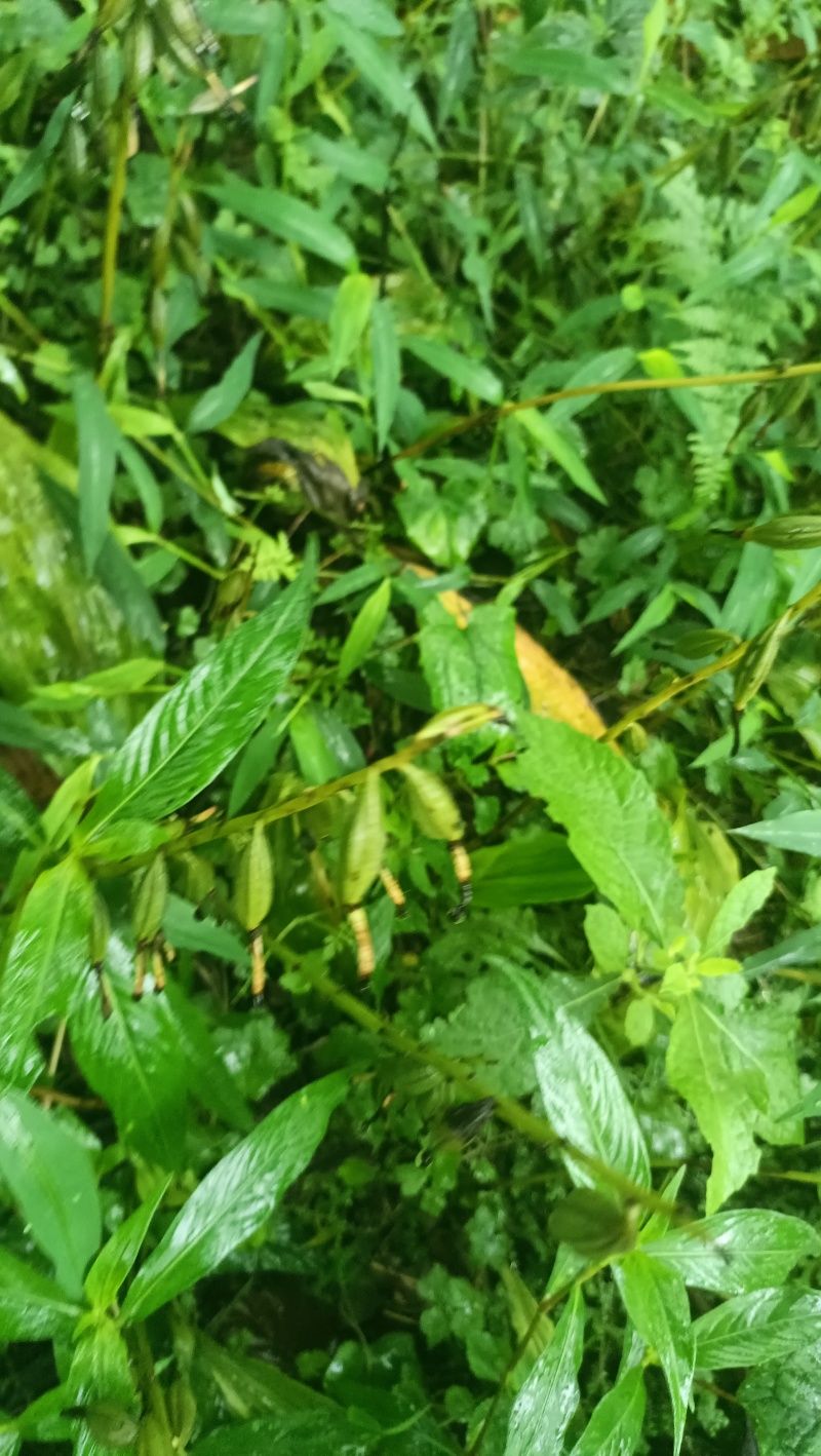 毛慈菇紫花果夹
