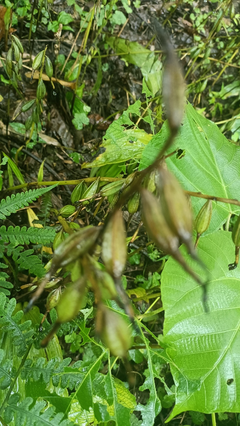 毛慈菇紫花果夹