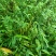 毛慈菇紫花果夹