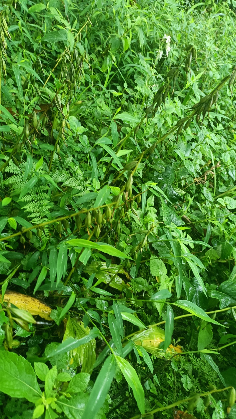 毛慈菇紫花果夹