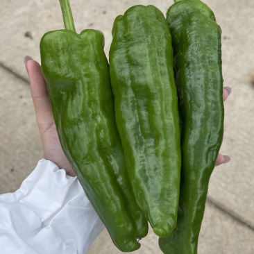 薄皮大青椒