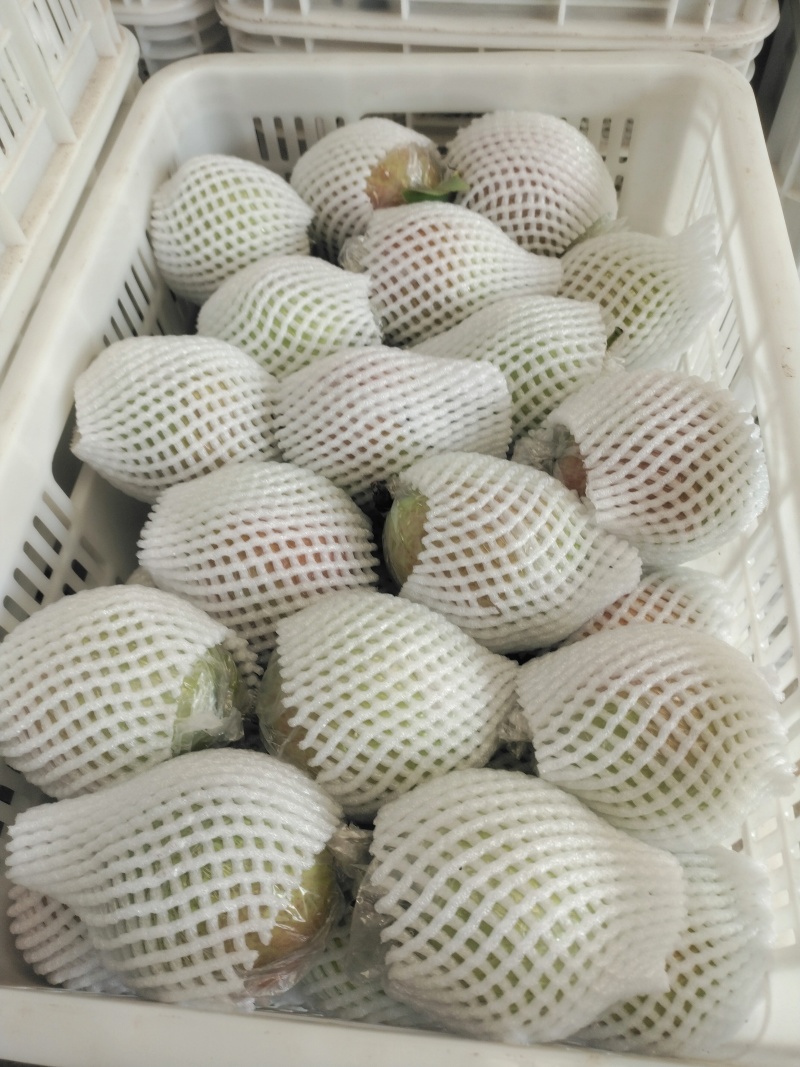 滨州新梨七号